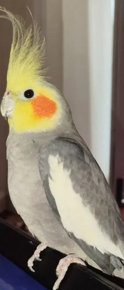 عروس هلندی|پرنده|بیرانوند, |دیوار