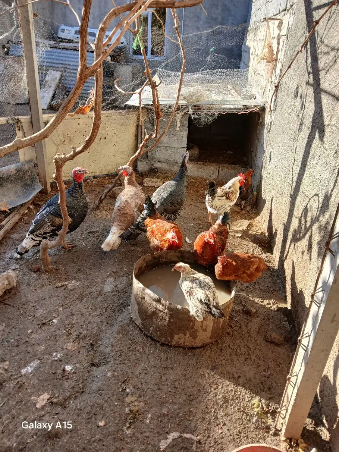 مرغ خروس غاز غو غاز|حیوانات مزرعه|بیلوار, |دیوار