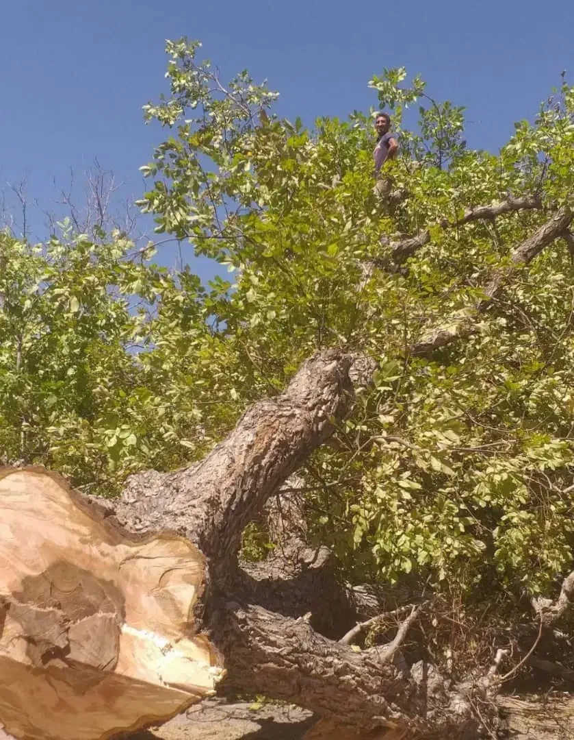 خریدار انواع چوب|خدمات باغبانی و درختکاری|اقبالیه, |دیوار