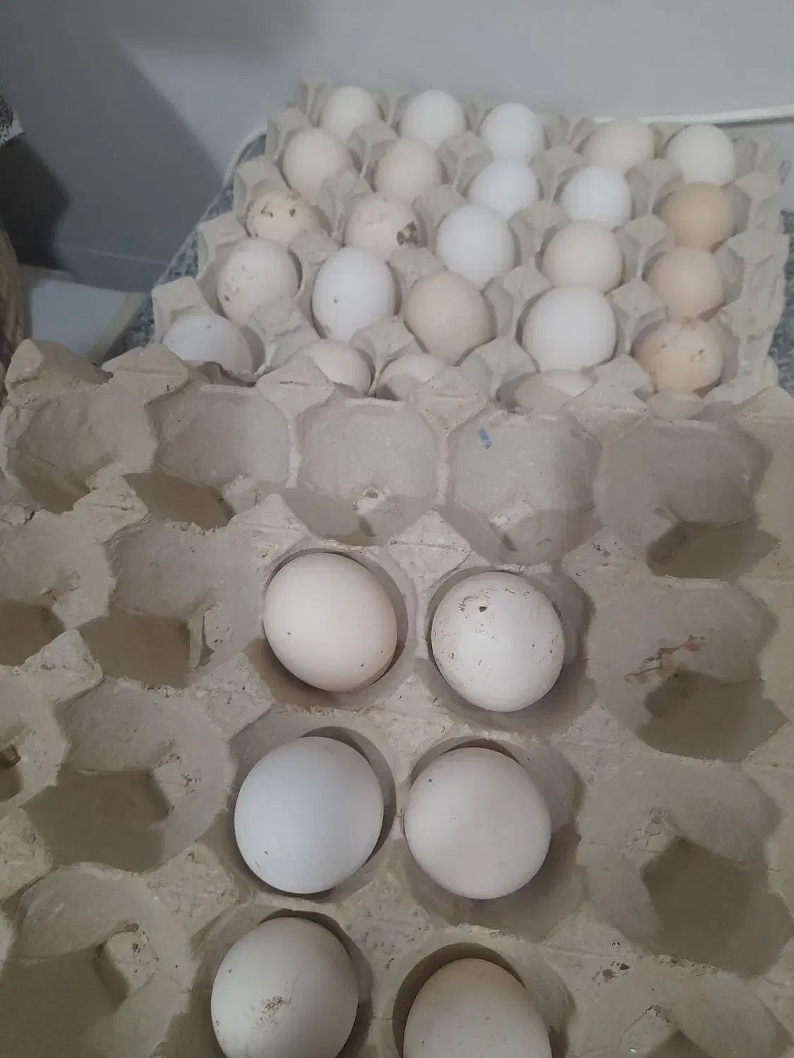 تخم مرغ نطفه دار از همه مدل،آبپخش|حیوانات مزرعه|آبپخش, |دیوار