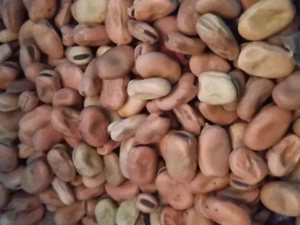 بذر باقلا محلی|گل و گیاه طبیعی|دهدشت, |دیوار