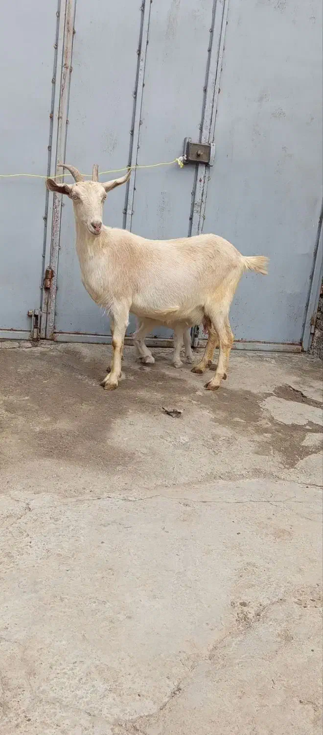 بزسانن|حیوانات مزرعه|مشگین شهر, |دیوار