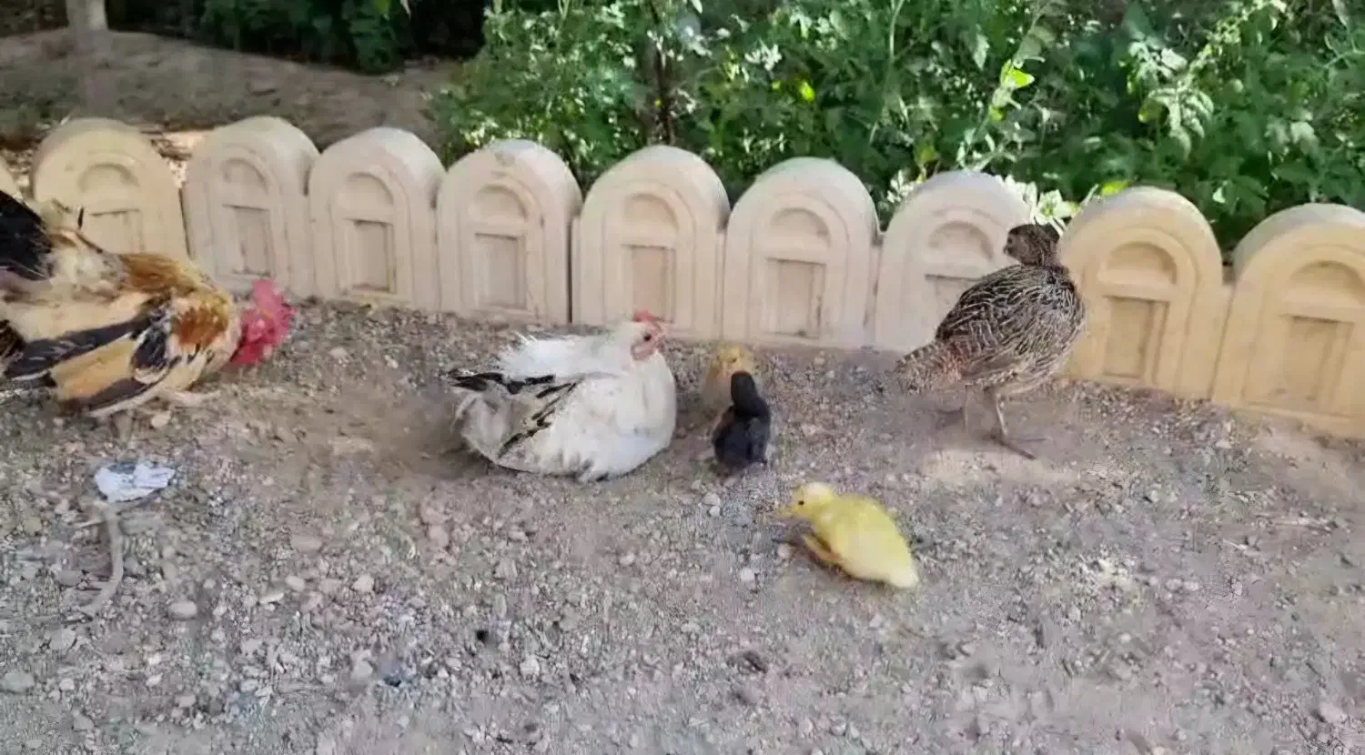 انواع مرغ و خروس و اردک محلی|حیوانات مزرعه|شاهرود, |دیوار