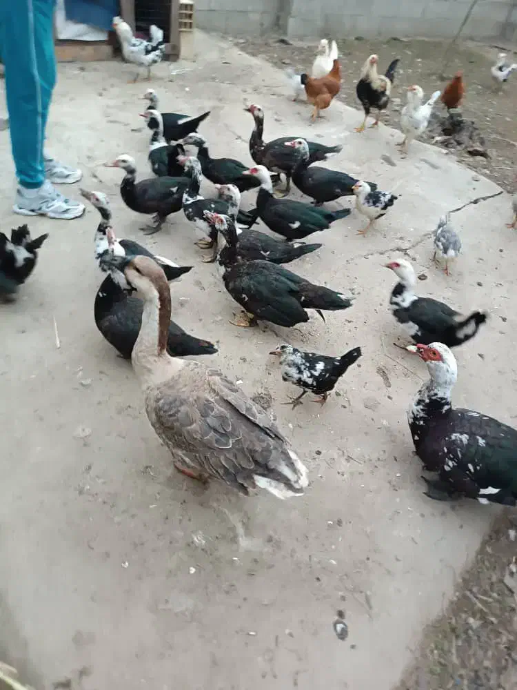 اردک اسراییلی|حیوانات مزرعه|ضیابر, |دیوار