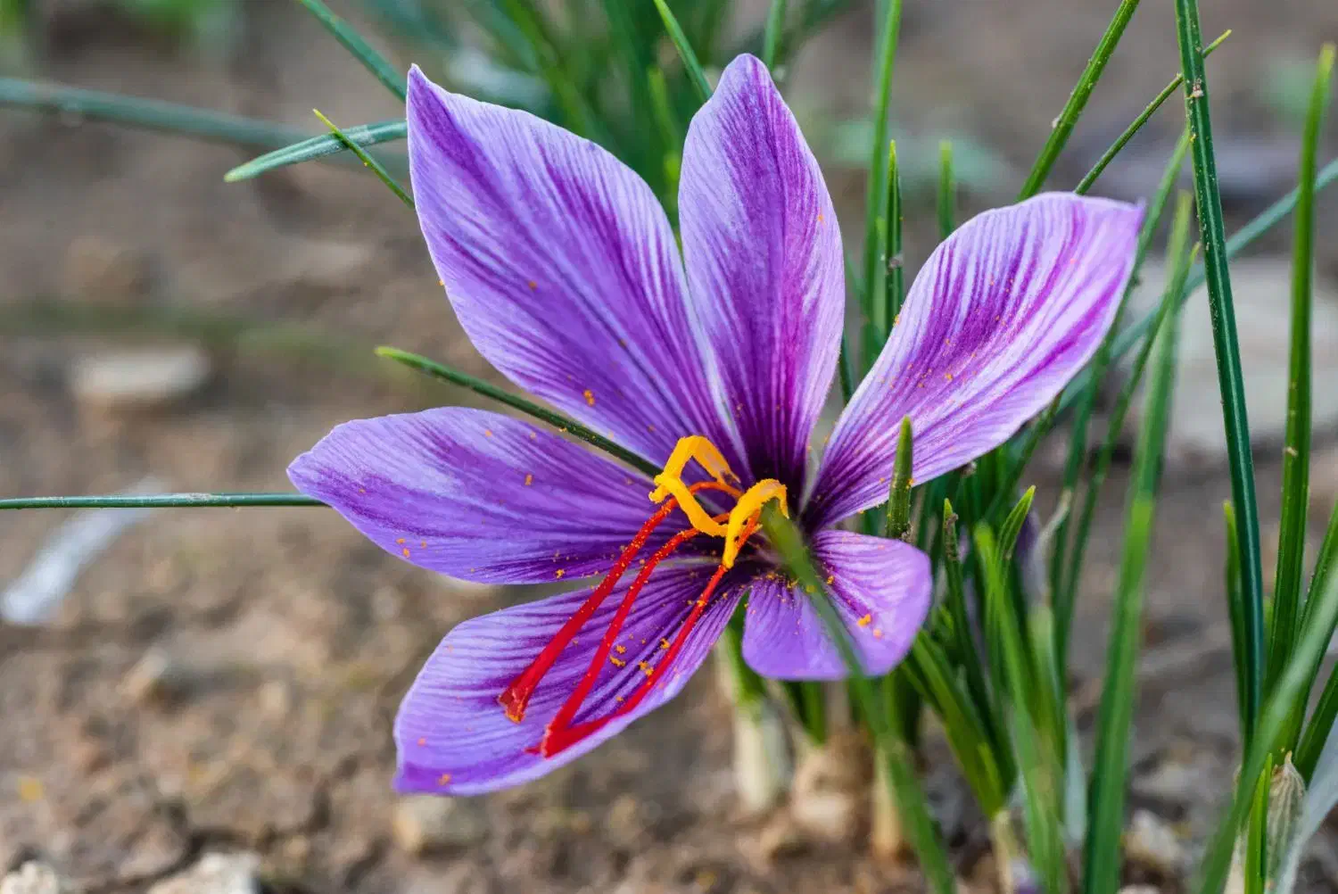 گل زعفران خوب|عمده‌فروشی|سبزوار, شرق کال جنوبی (شمس آبادی)|دیوار