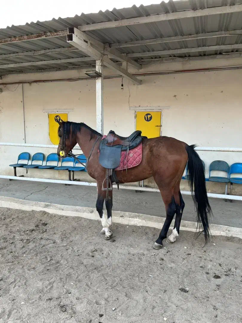 نریان 5 ساله نژاد کورد عرب|اسب و تجهیزات اسب‌سواری|ارومیه, |دیوار