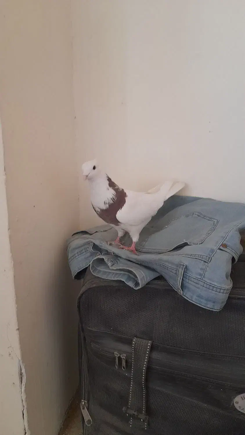 کبوتر طوقی|پرنده|شاهین‌شهر, گرگاب|دیوار