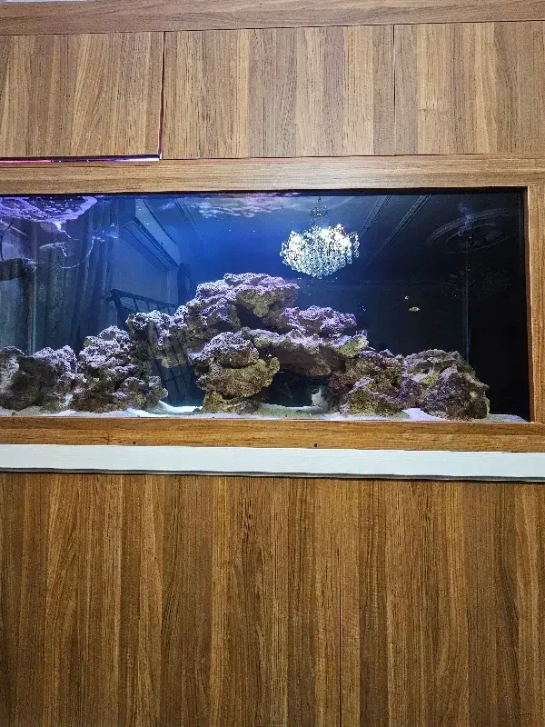 آکواریوم آب شور|ماهی|تهران, منیریه|دیوار