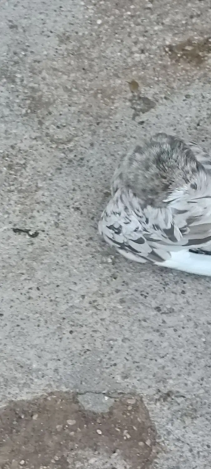 کبوتر|پرنده|خرمشهر, |دیوار