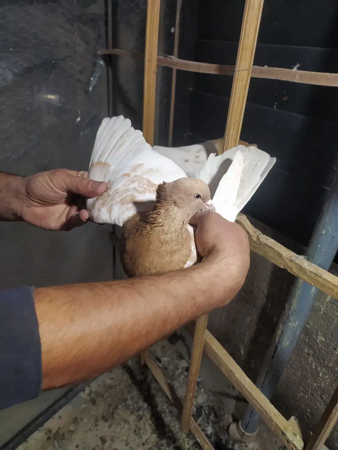 کبوتر جفتی و پرشی دم سفید سینه کله|پرنده|دماوند, دماوند|دیوار