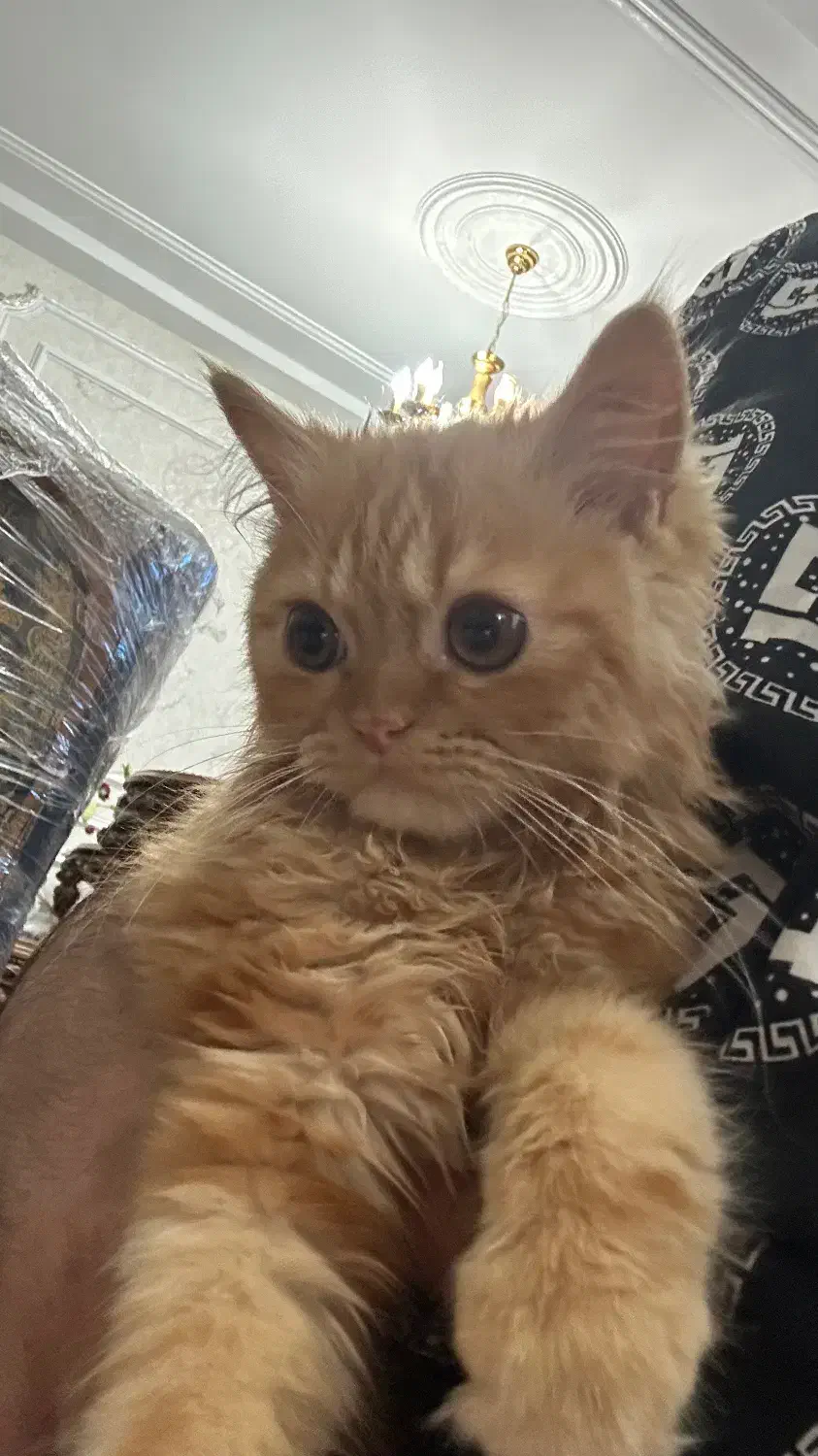 گربه پرشین ۵ ماهه|گربه|اردبیل, |دیوار