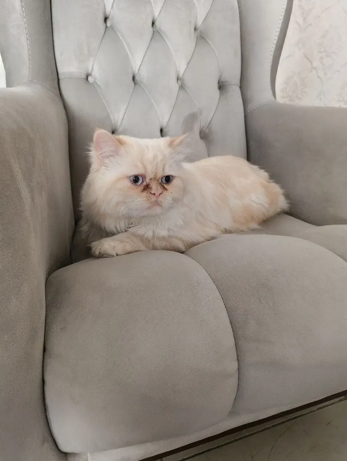 گربه پرشین هیمالیا|گربه|اصفهان, ملک‌شهر|دیوار