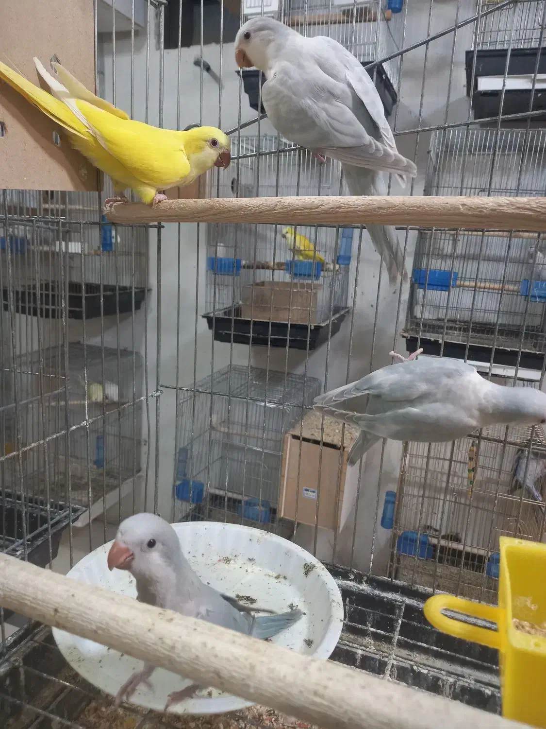 راهب فول دستی|پرنده|کاشان, فاز ۲ ناجی آباد|دیوار