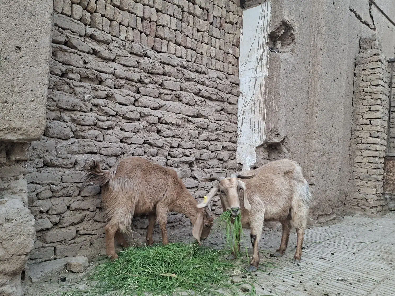 فروش گوسفند|حیوانات مزرعه|بم, |دیوار