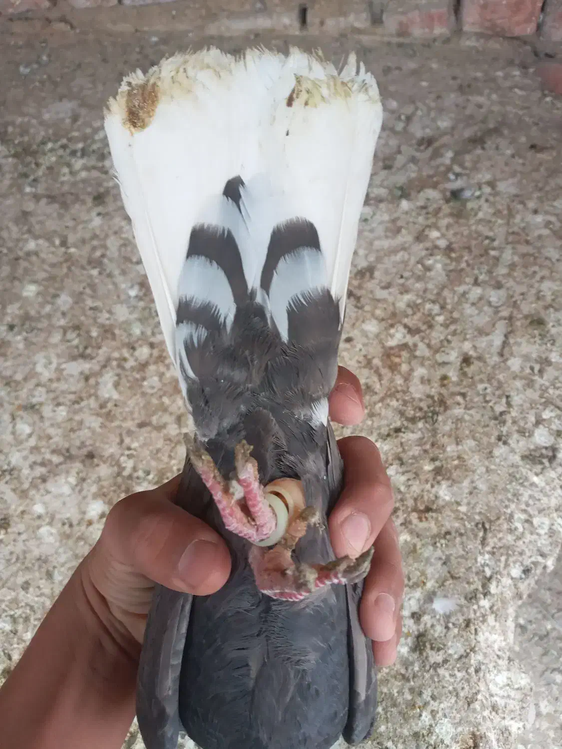 جفت دم سفید اسطوره|پرنده|زرند, |دیوار