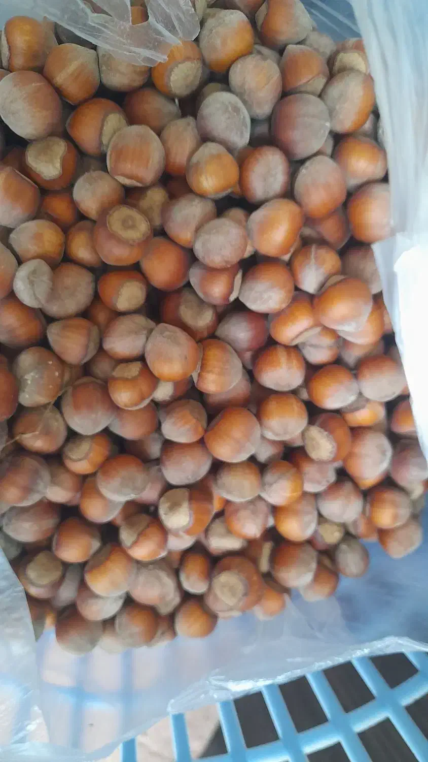 فندق|خوردنی و آشامیدنی|لاهیجان, کوی زمانی|دیوار