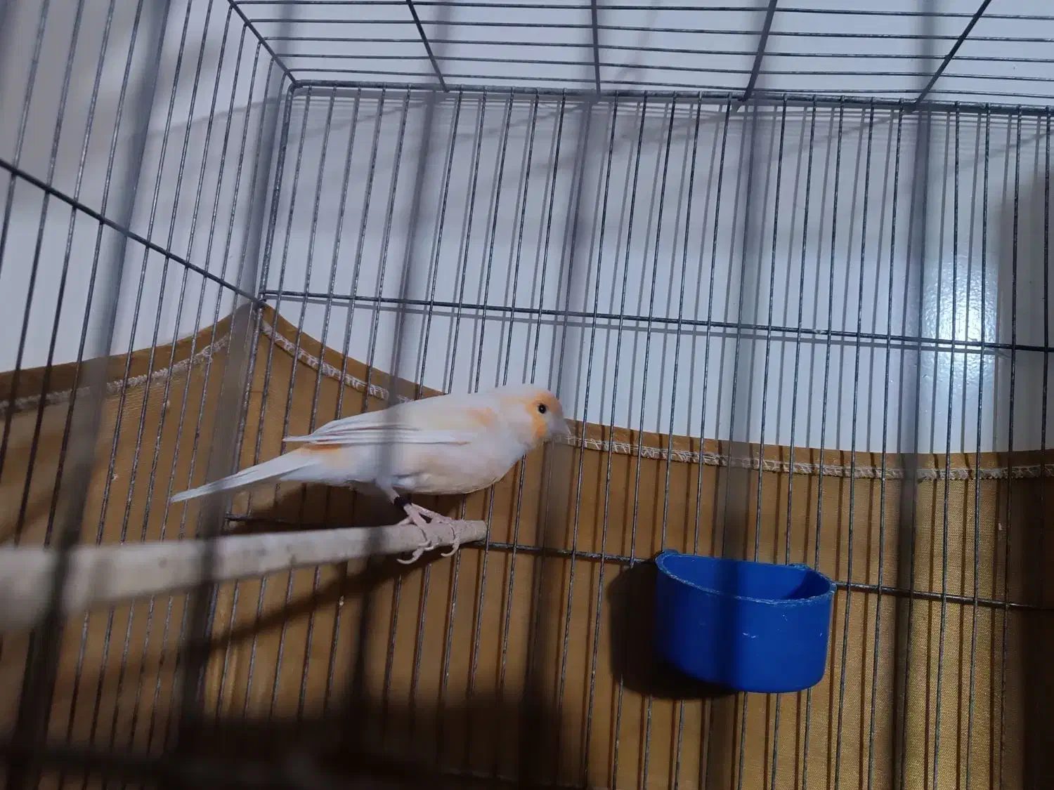 دو عدد قنار نر سالم و سرحال|پرنده|پاکدشت, پاکدشت (مامازند)|دیوار