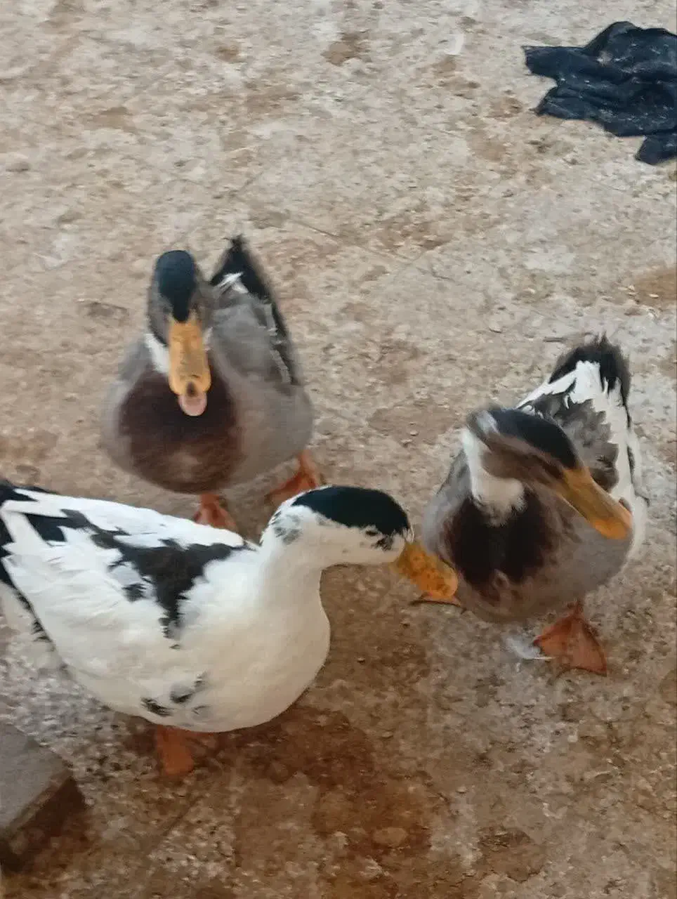 اردک|حیوانات مزرعه|سبزوار, هویزه|دیوار