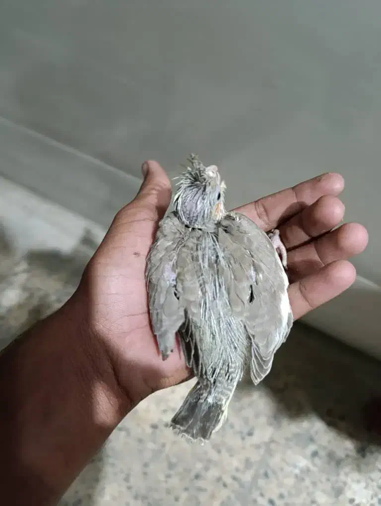 جوجه عروس هلندی اهویی|پرنده|میناب, |دیوار