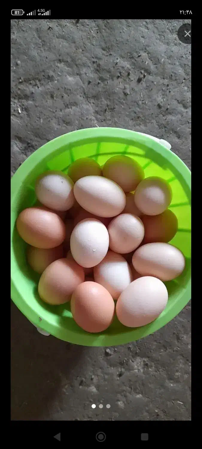 تخم مرغ محلی|حیوانات مزرعه|شوط, |دیوار