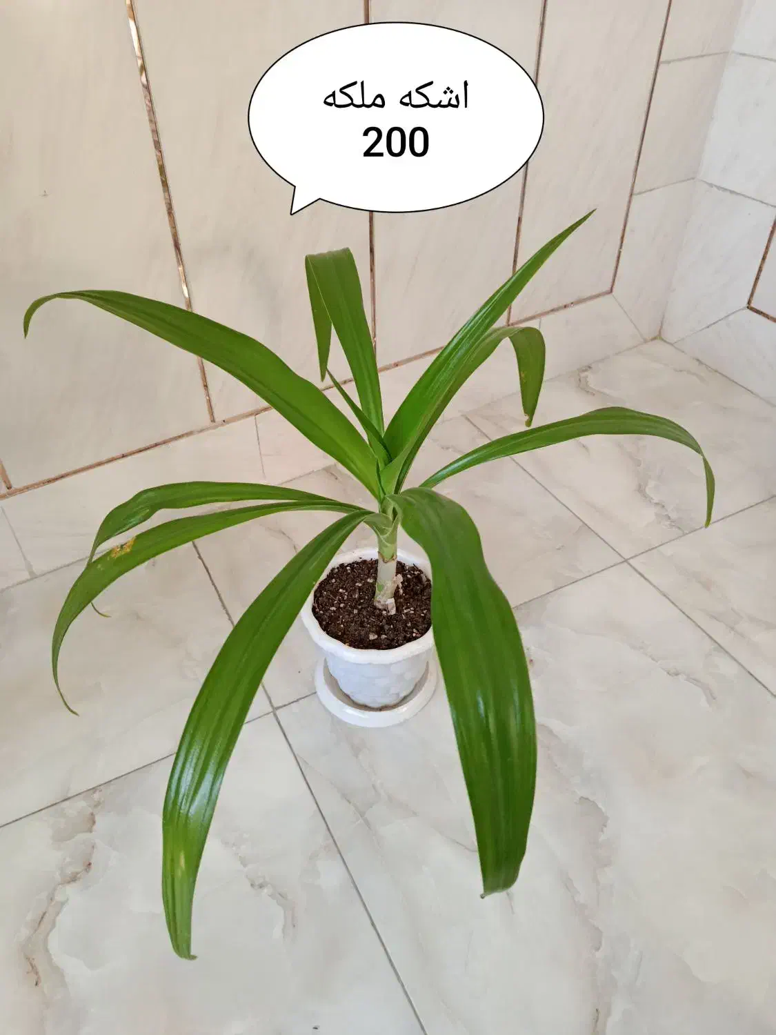 گلهای گرون آینده را الان ارزون بخر|گل و گیاه طبیعی|فلاورجان, |دیوار