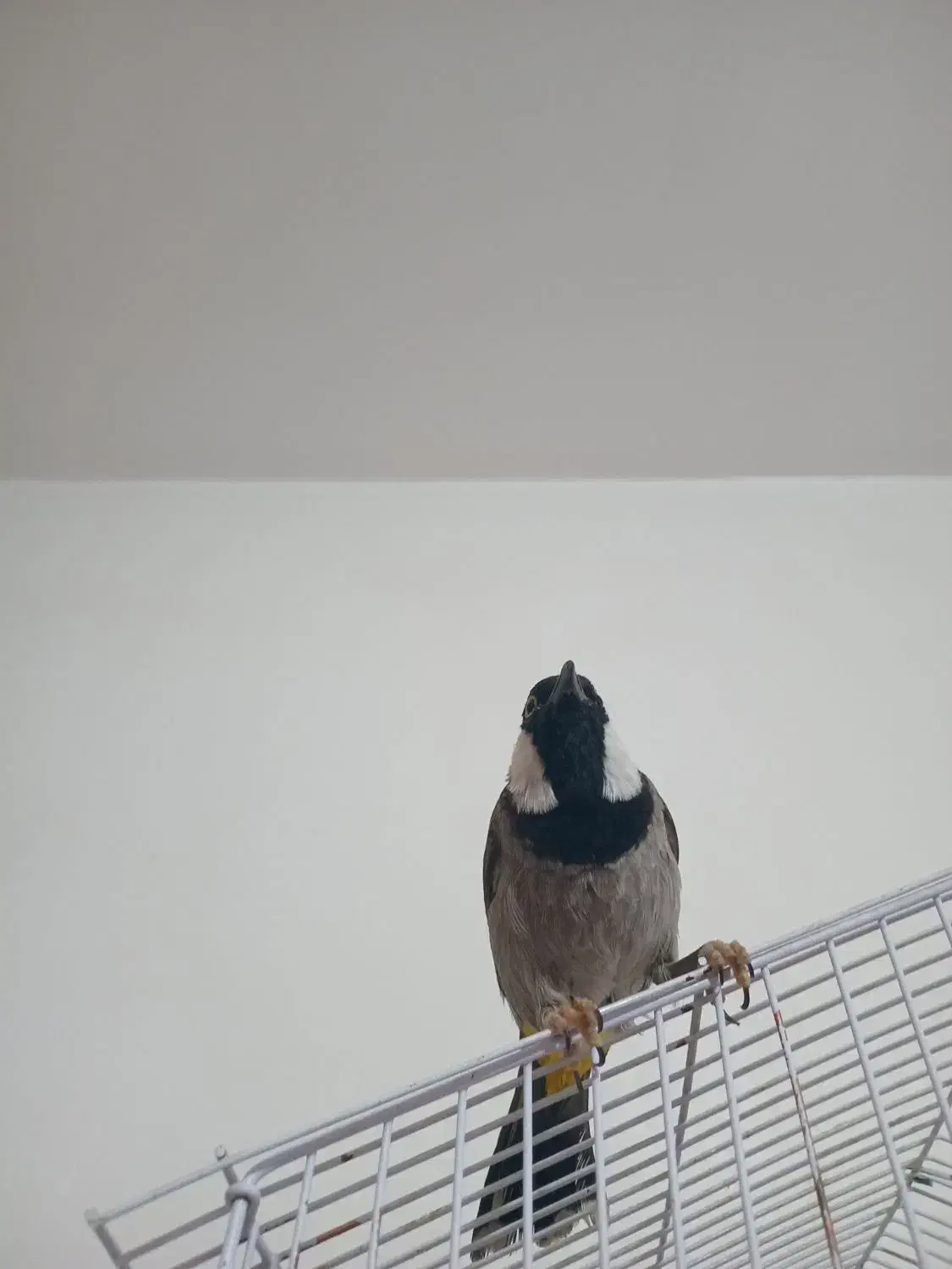 تعدادی|پرنده|شوشتر, |دیوار