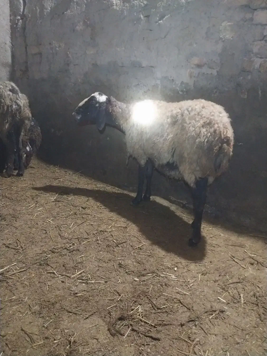 میش|حیوانات مزرعه|سلطانیه, |دیوار