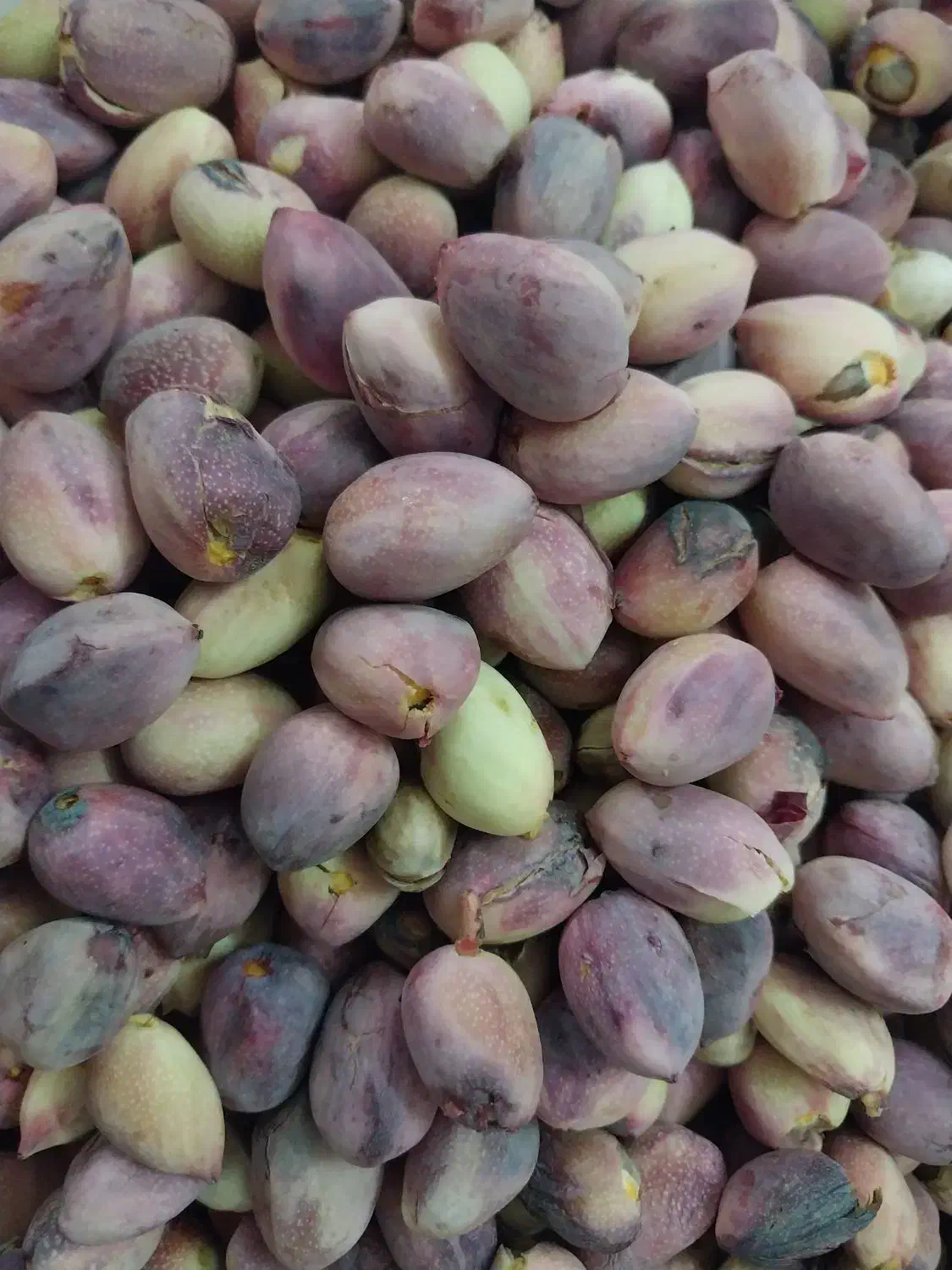 پسته کله قوچی|خوردنی و آشامیدنی|یزد, |دیوار