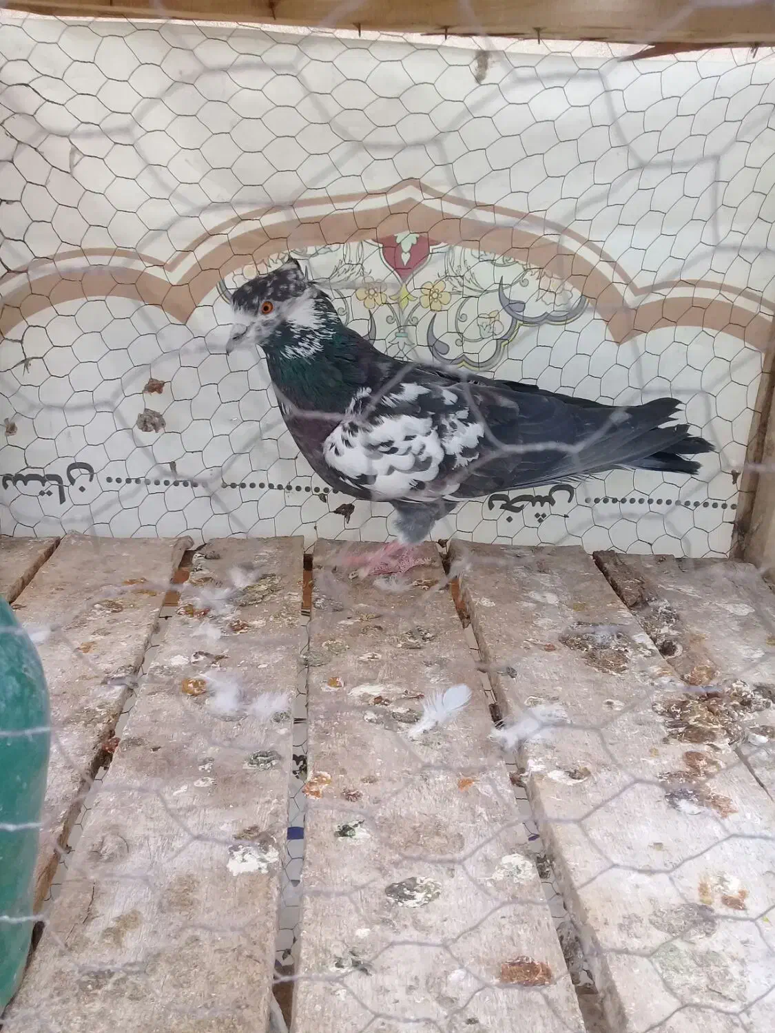 نر سوسکی|پرنده|کاشان, گارزگاه|دیوار