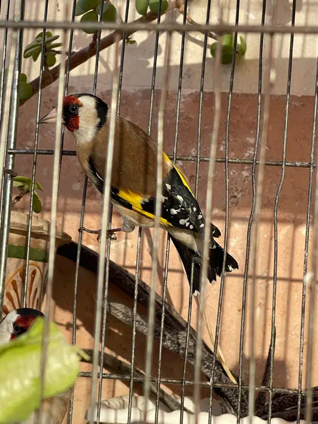 سهره سر سیاه|پرنده|بجنورد, |دیوار