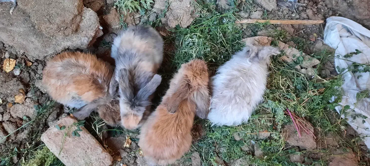 خرگوش لوپی|موش و خرگوش|رفسنجان, |دیوار