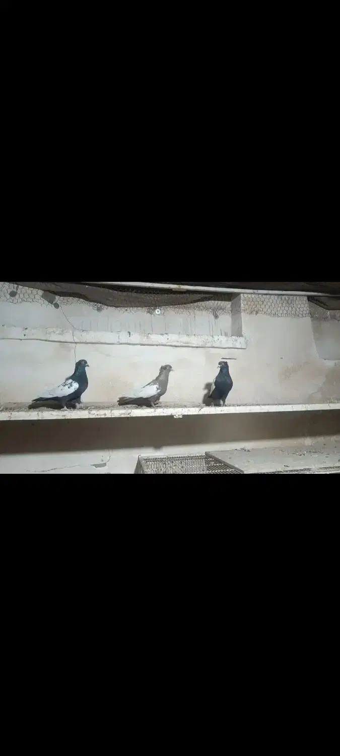 سینه|پرنده|شیراز, سیاه سنگ|دیوار