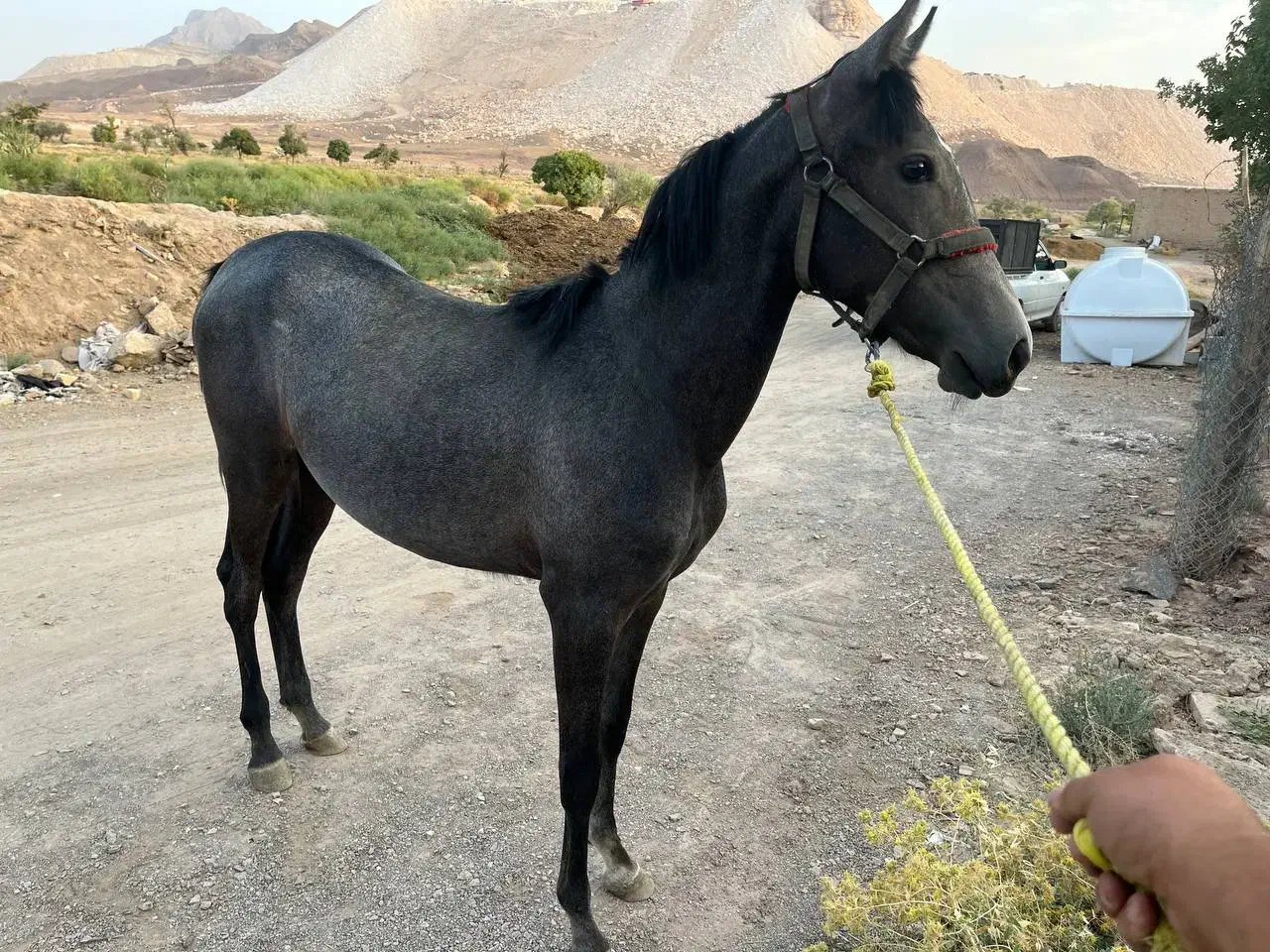 اسب|اسب و تجهیزات اسبسواری|تهران, شهرک ولیعصر شمالی|دیوار