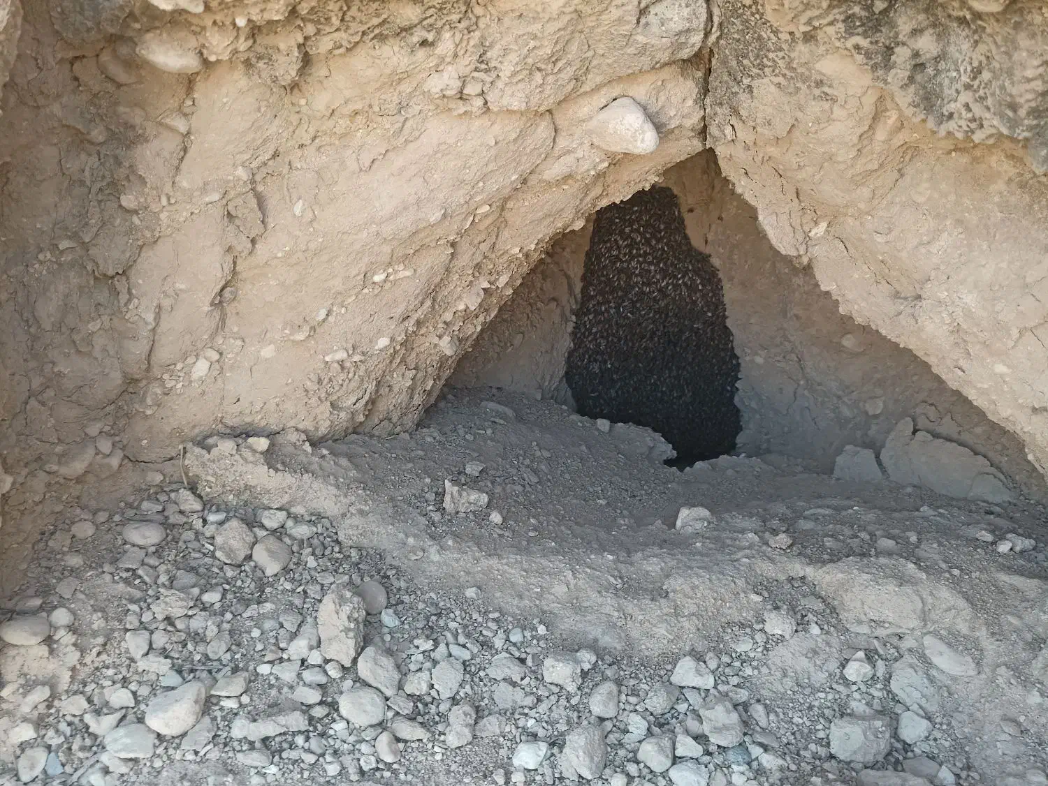 عسل وحشی|خوردنی و آشامیدنی|علامرودشت, |دیوار