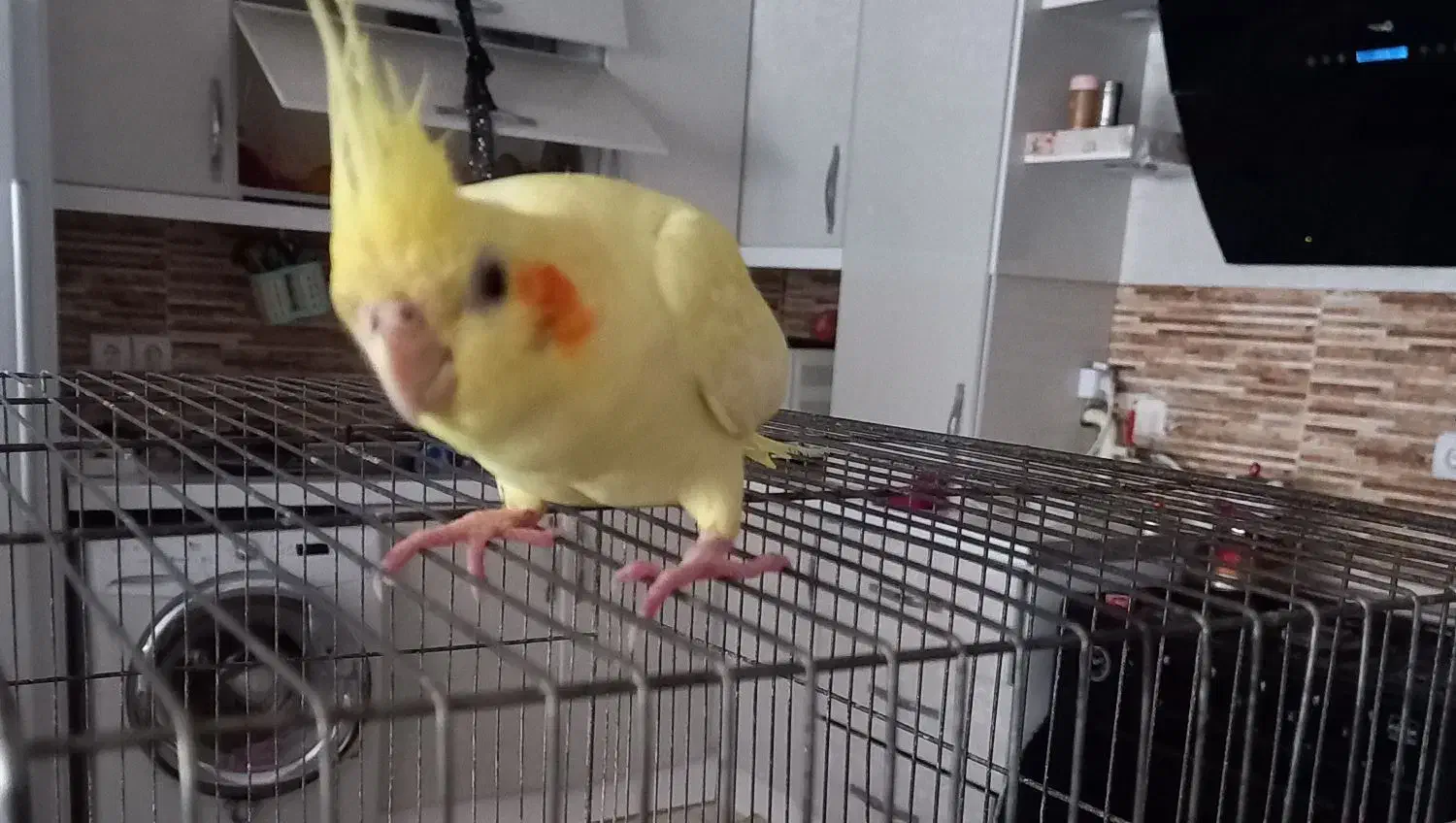 عروس هلندی گم شده با مژدگانی خوب|حیوانات|تبریز, |دیوار