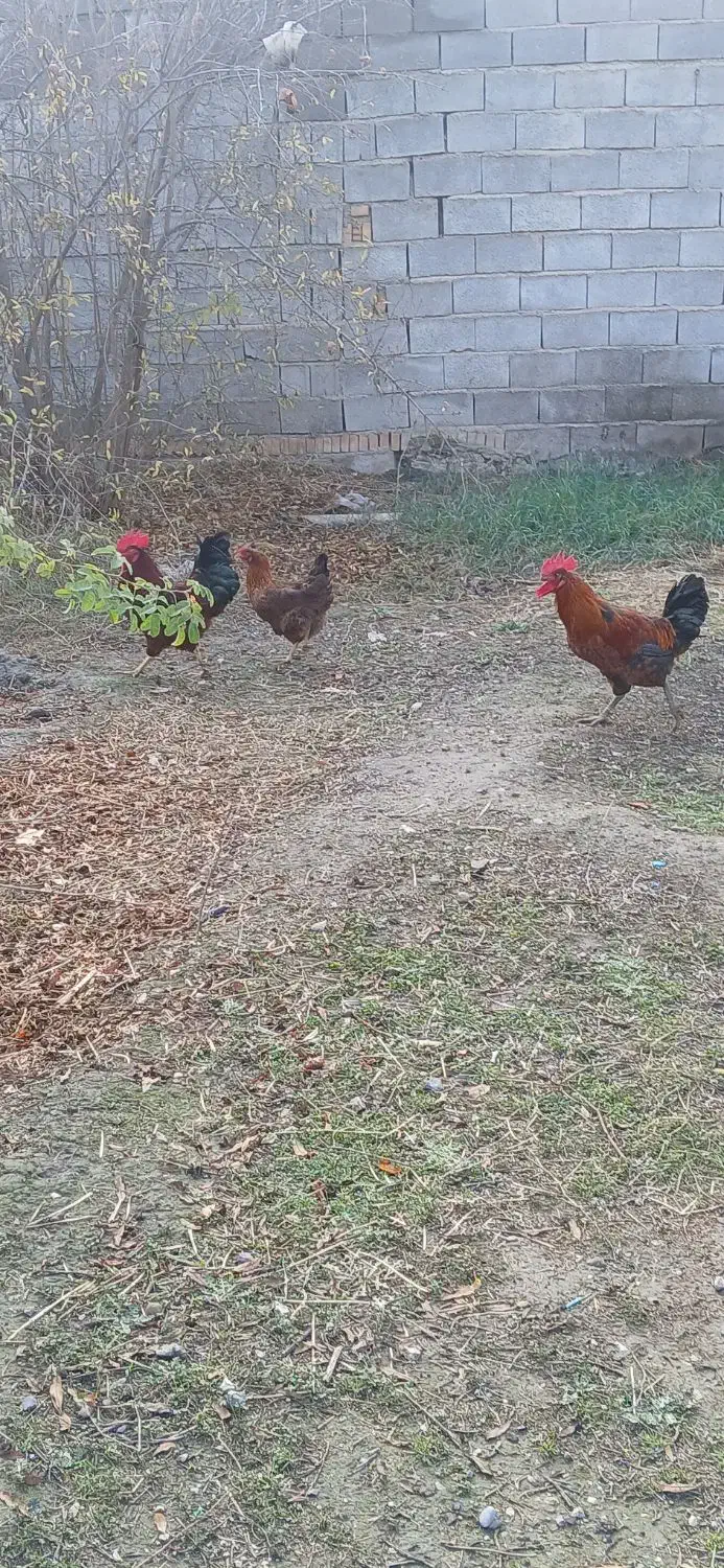 مرغ وخروس|حیوانات مزرعه|گنبد کاووس, |دیوار