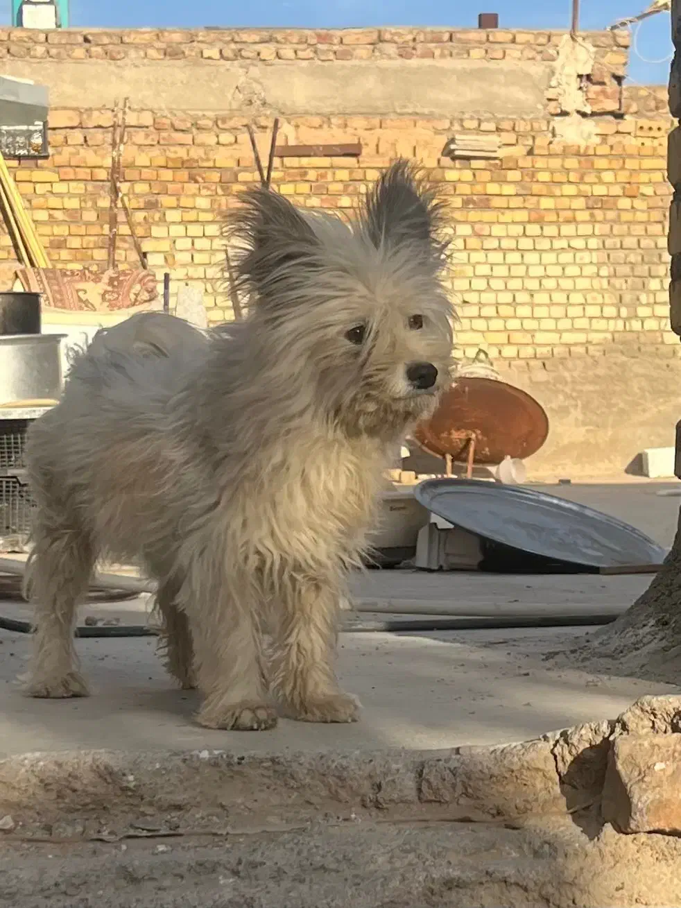 سگ پاکوتاه میکس پامر و شیتزو|سگ|شاهرود, |دیوار