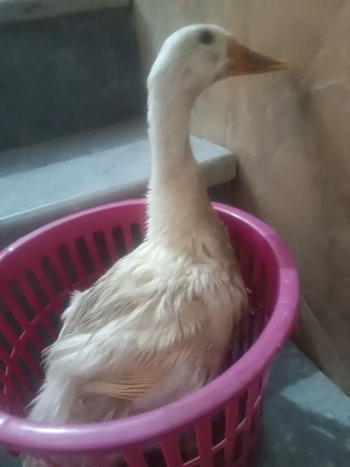 مرغابی اردک|حیوانات مزرعه|شیراز, پانصد دستگاه ارتش|دیوار