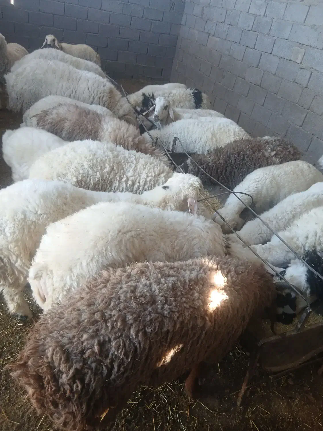 فروش بره نر|حیوانات مزرعه|بردسیر, |دیوار