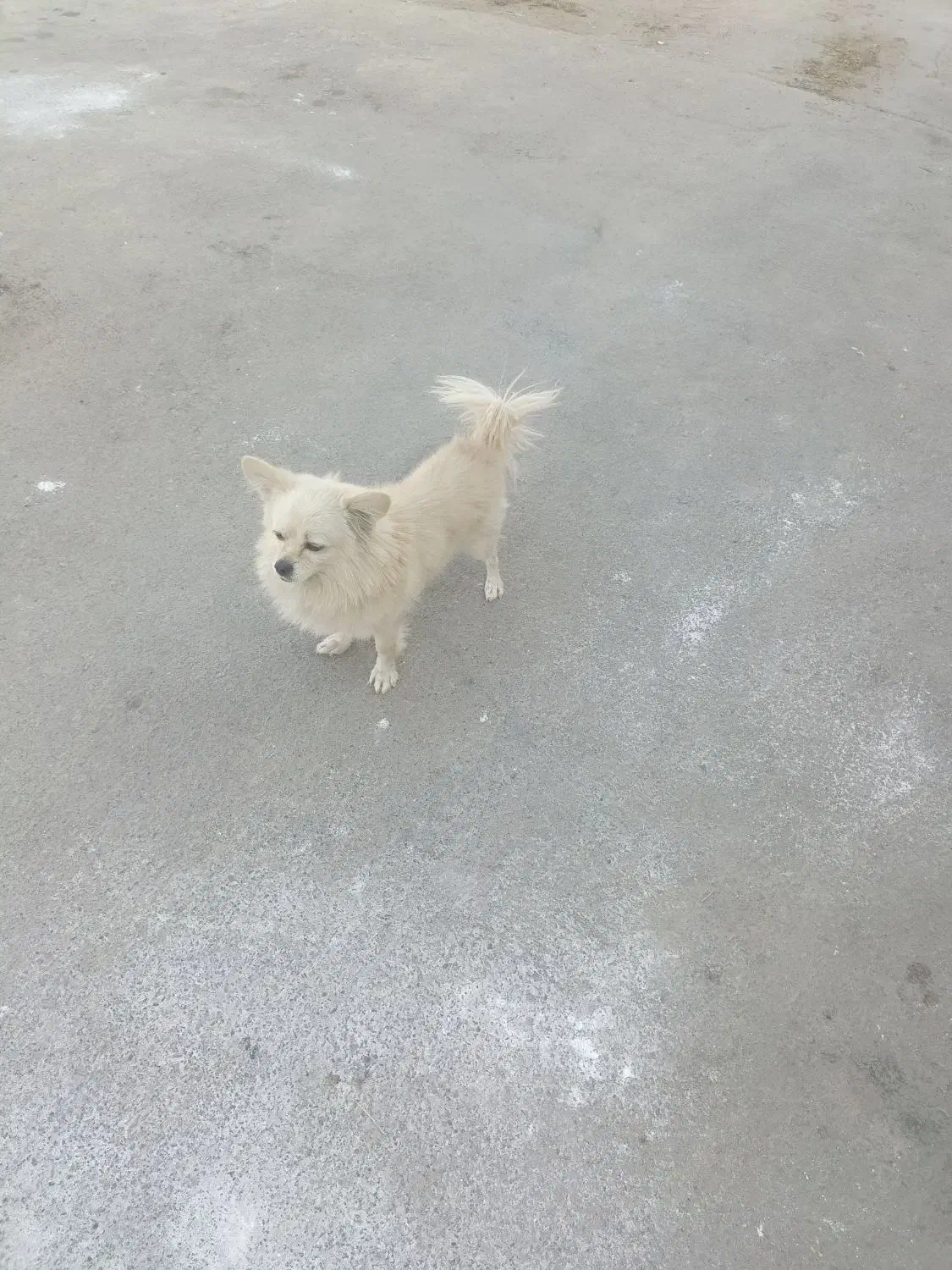 سگ پامر روباهی سایز کوچیک|سگ|قم, دورشهر|دیوار