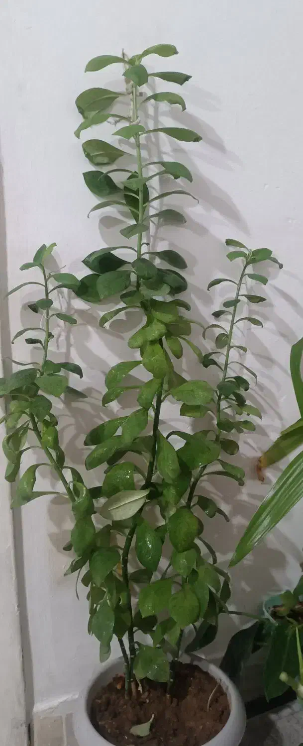 9 عدد گل طبیعی|گل و گیاه طبیعی|فارسان, |دیوار