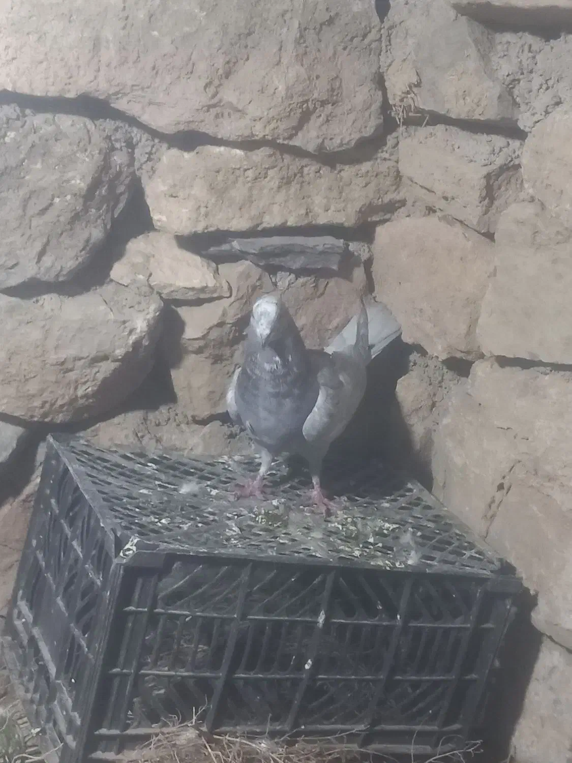 ۳۰۰۰۰۰۰|پرنده|ماکو, |دیوار