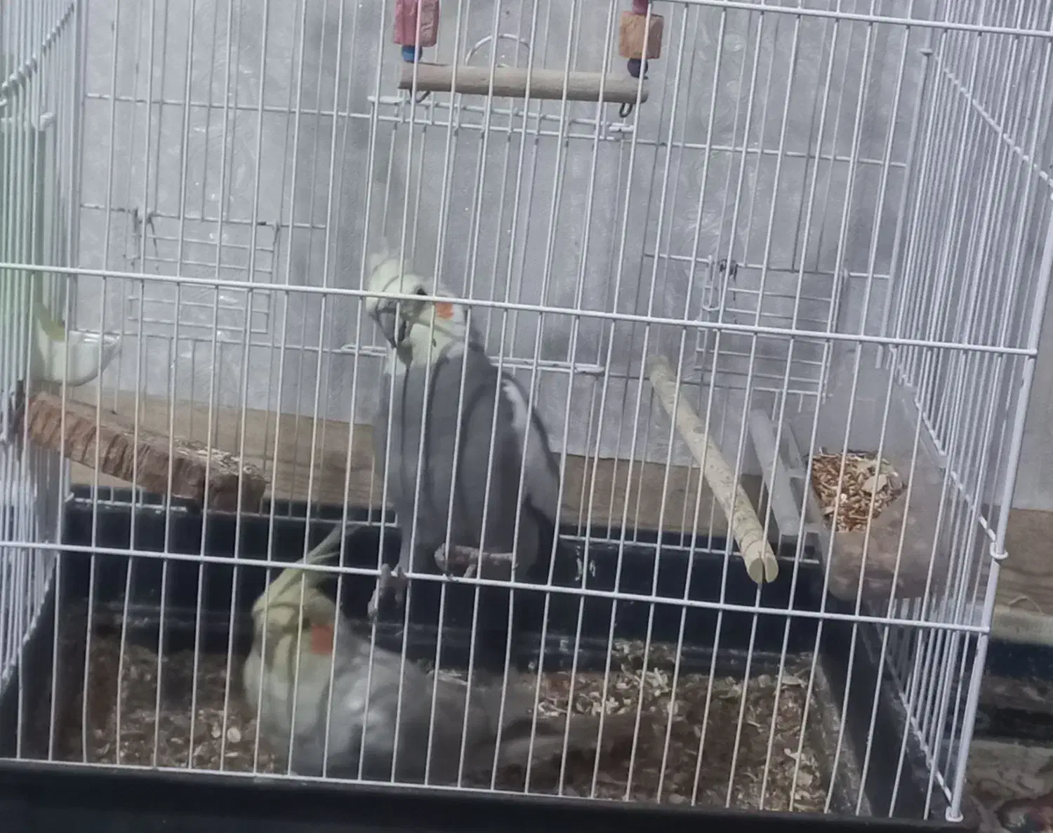 جفت عروس هلندی|پرنده|چترود, |دیوار