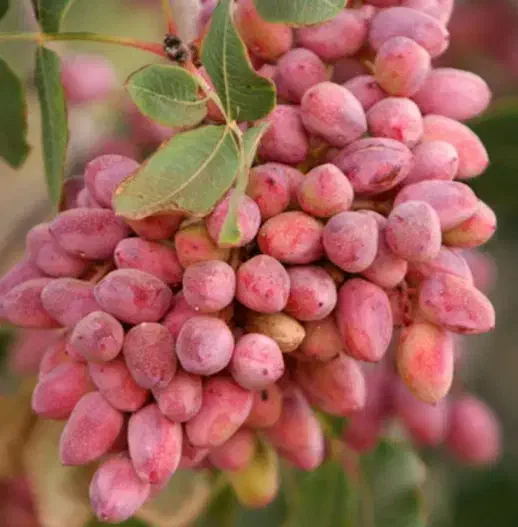 باغ پسته فروشی|فروش زمین و ملک کلنگی|تایباد, |دیوار