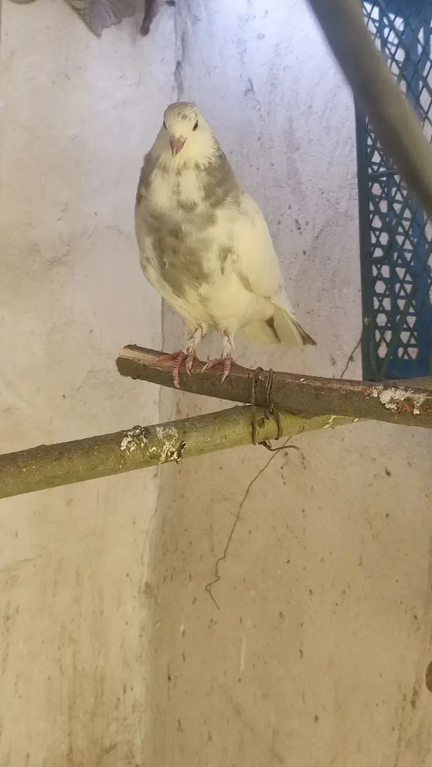 کبوتر|پرنده|زنجان, |دیوار