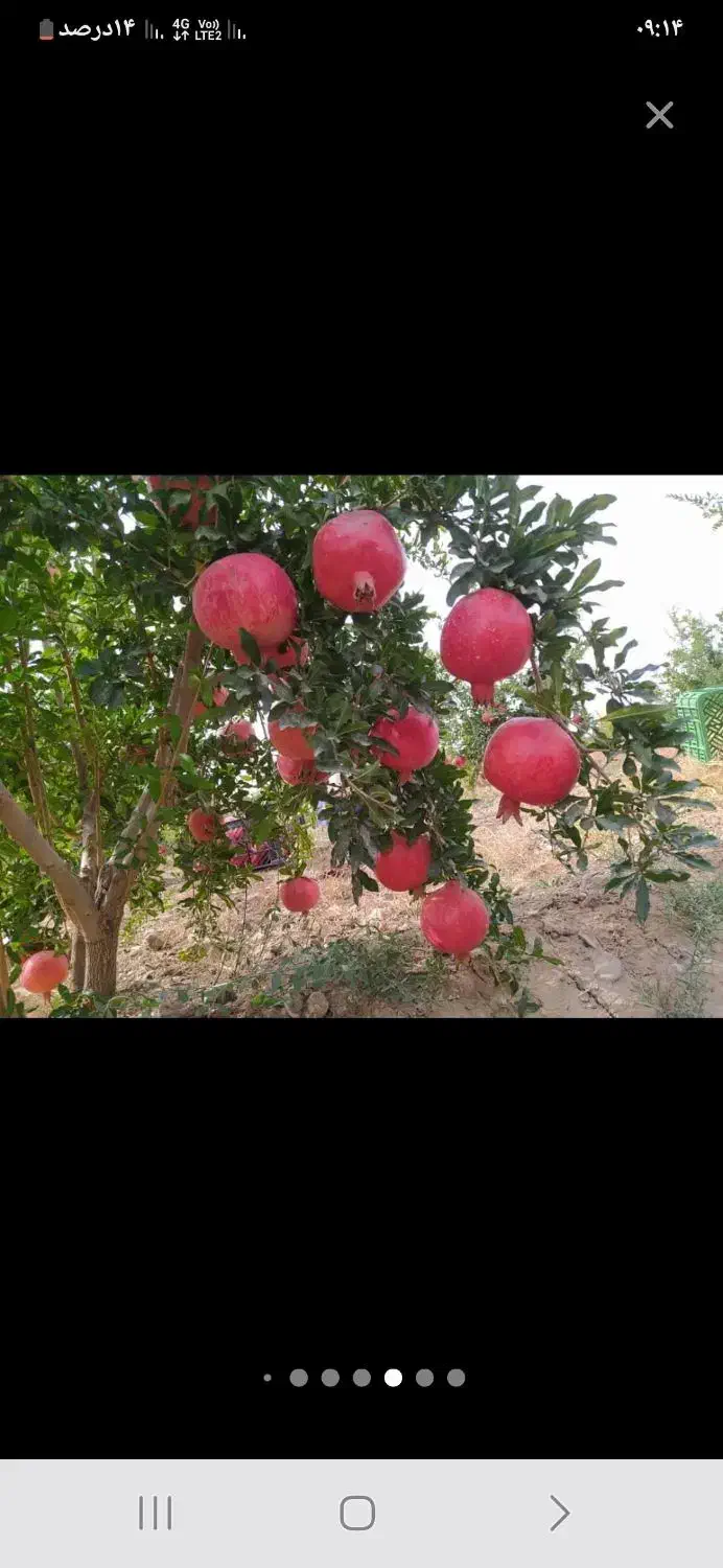 باغ انار اجاره در روستای قردین|اجارهٔ کوتاه‌مدت ویلا و باغ|ساوه, |دیوار