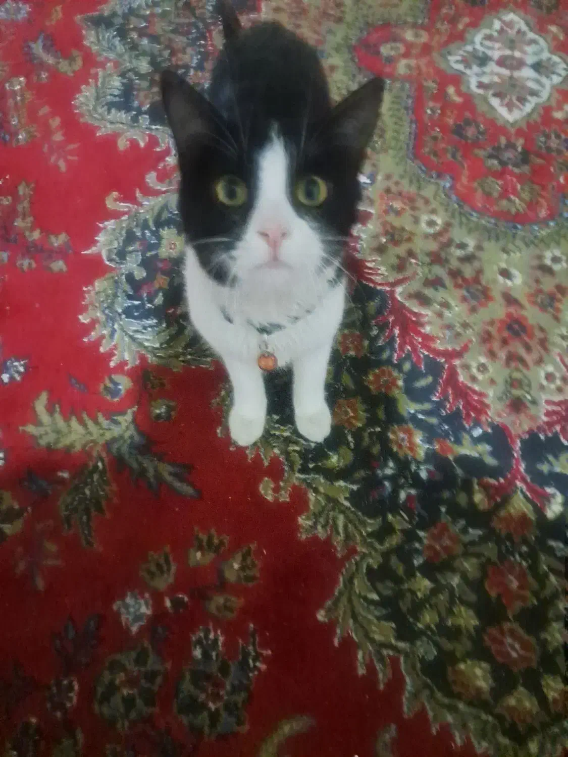 گربه تاکسیدو|گربه|بومهن, |دیوار