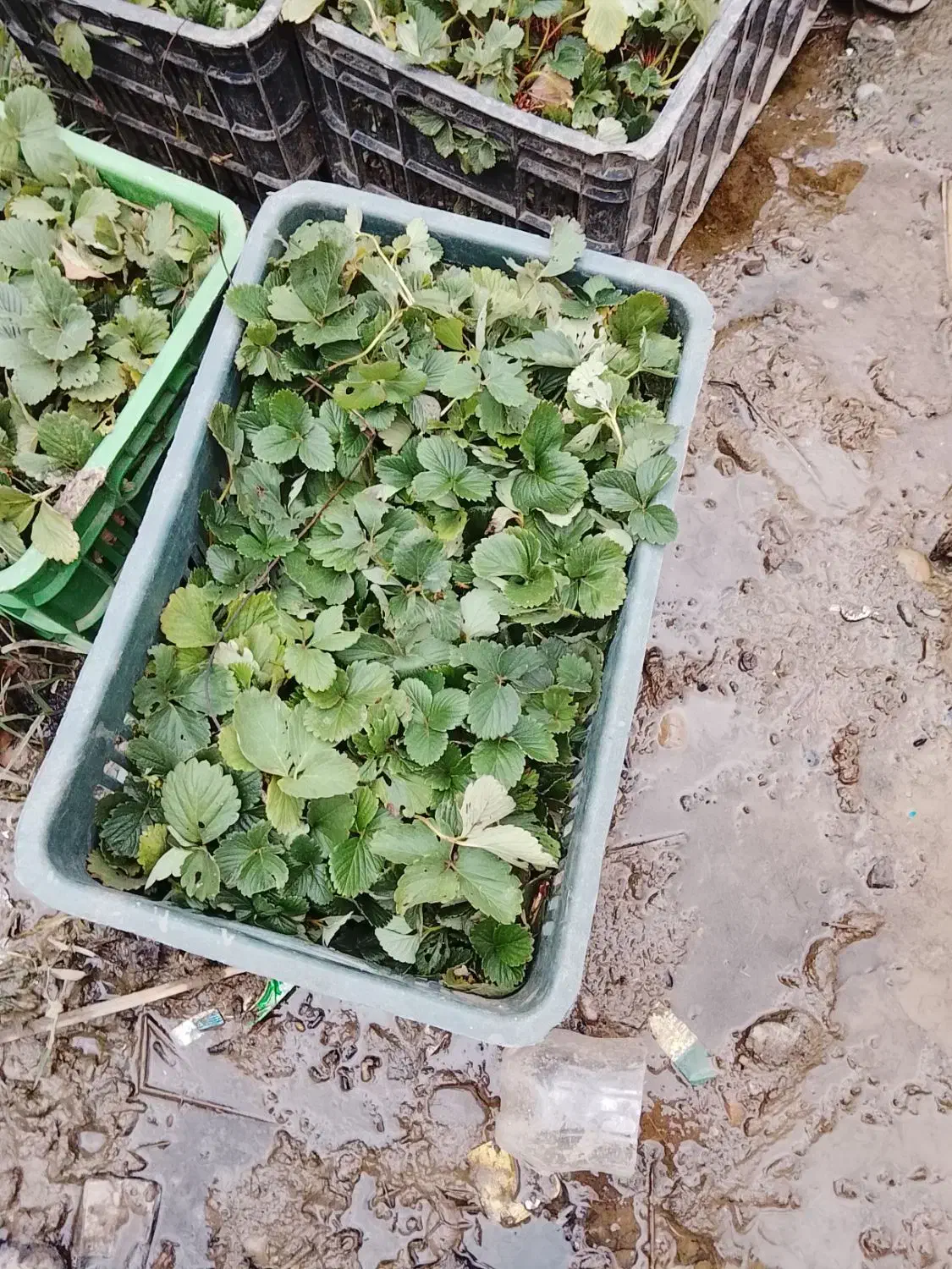 نهال توت فرنگی سابرینا درجه یک|گل و گیاه طبیعی|خان ببین, |دیوار