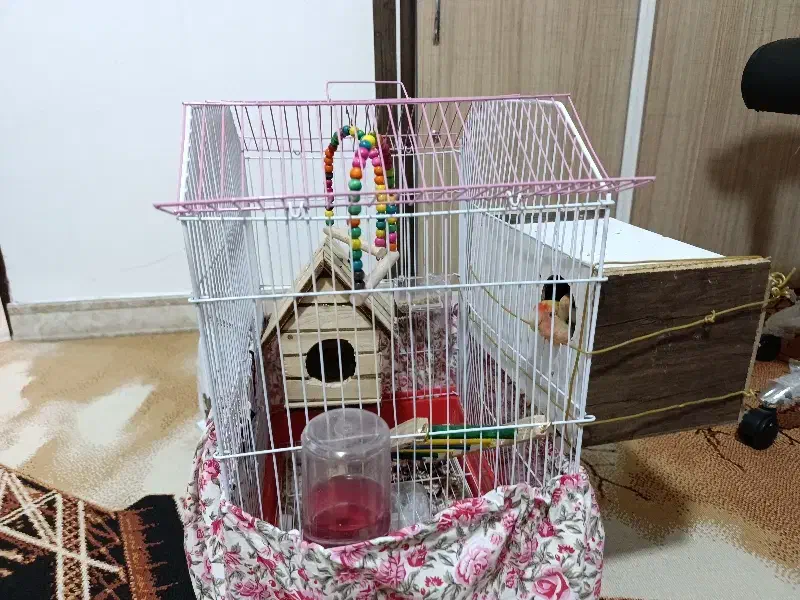 کوتوله برزیلی نر وماده|پرنده|لاران, |دیوار