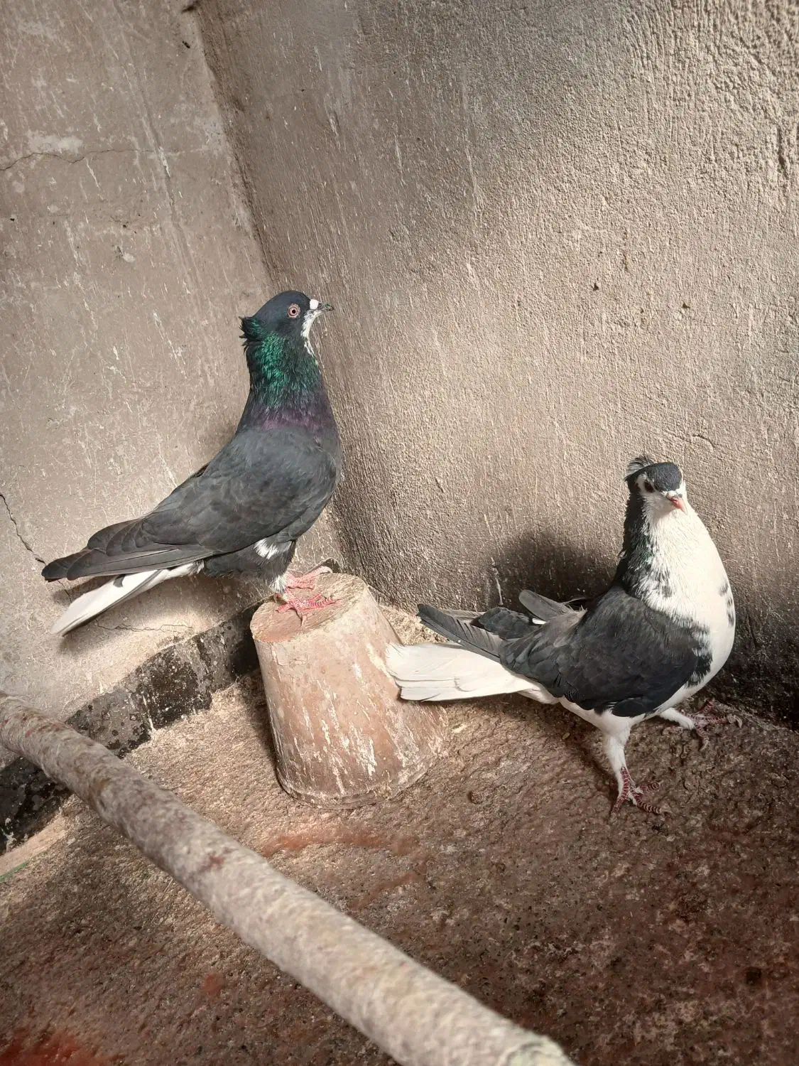 کبوتر گلین|پرنده|اصفهان, ارداجی|دیوار